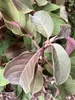 Hydrangea aspera 'Hot Chocolate' - Hortensien 25 - 30 cm Produktbild-Vorschau 2