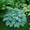 Stauden Gänge 3 x Hosta plantaginea 'Fragrant Blue' im 1 Produktbild-Vorschau 3