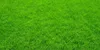 A close-up, full-frame shot of lush green grass. Produktbild-Vorschau