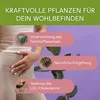 BitterLiebe Cholesterin Kapseln - 120 Kapseln Produktbild-Vorschau 4