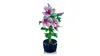 LEGO Botanicals 10372 Hibiskus 10372 Produktbild-Vorschau 2