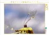 Calvendo Kleine Fallschirme 1000 Teile Puzzle quer Produktbild-Vorschau 3