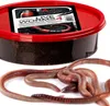 Fishing Expedition Živé červy č. 4 - živé robáky Dendrobena Náhled obrázku produktu 2
