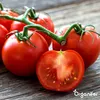 Phytophthora-Konzentrat - 1000 ml für 1000 m2- Organifer Produktbild-Vorschau 4