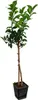 Amalfitano Zitronenbaum 120–140 cm im Topf – Echter Citrus Produktbild-Vorschau 4