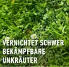 A close-up of green grass with two small white daisies and text overlay. Produktbild-Vorschau