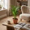 Areca Palme Areca Dypsis Lutescens Ø12cm Höhe40cm – Produktbild-Vorschau 2