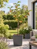 Pommier 'Jonagold' : 100-120 cm – *Malus domestica*, pomme Voir les images du produit 3