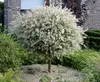Salix Hakuro Nishiki japanische Harlekin Weide Stamm Produktbild-Vorschau 1