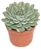 Echeveria pulidonis - ve?ká rastlina v 12cm hrnci Podgląd zdjęcia produktu 1