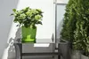 A potted hydrangea plant sits on a glass-topped table next to a tall evergreen shrub. Produktbild-Vorschau
