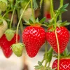 10 Stk. Erdbeerpflanze 'Portola' Immertragende Erdbeeren, Produktbild-Vorschau 5