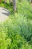 Hoogeveen Fargesia Rufa - 60 cm, Ø19 cm Voir les images du produit 3