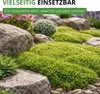 Sternmoos Mastkraut Plattenmoos Samen - Sagina subulata - Produktbild-Vorschau 6