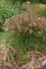 Stauden Gänge 1 x Miscanthus sinensis 'Red Cloud®' im 1 Produktbild-Vorschau 6