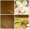 Bilder auf glas - Asien spa bambus blume - 50x50cm - Produktbild-Vorschau 8