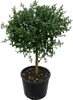 Kaviar-Limette (Microcitrus australasica) – 70–80 cm mit Produktbild-Vorschau 4