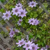 Clematis flowers climbing on a wooden lattice. Anteprima dell’immagine prodotto