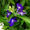 Männertreu hängend - blau - Lobelia richardii - 11cm - Set Produktbild-Vorschau 4