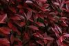 Stauden Gänge 10 x Photinia fraseri 'Little Red Robin' - Produktbild-Vorschau 5
