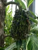Fischschwanzpalme (Caryota mitis)  - 10 Samen Produktbild-Vorschau 4