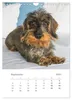 Dackel(augen)blicke (Wandkalender 2027 DIN A4 hoch), Produktbild-Vorschau 11