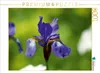 Calvendo Iris 1000 Teile Puzzle quer 640x480mm, Hebgen Produktbild-Vorschau 3