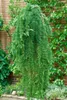 A weeping Japanese Larch tree in a garden setting. Produktbild-Vorschau