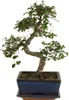 Bloomique - Bonsai Zelkova - Kształt litery S - Drzewko Podgląd zdjęcia produktu 1