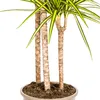 Drachenbaum Marginata Sunray Ø24cm - ↕130 - 150cm Produktbild-Vorschau 4
