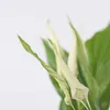 Friedenslilie - Einblatt - 2 Stk - Spathiphyllum Torelli - Produktbild-Vorschau 3