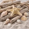 Echter Noppen Seestern 10–15cm Naturdeko maritim Deko Produktbild-Vorschau 7