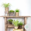 Bloomique - Lot de 6 - Plantes d’intérieur sans danger pour Voir les images du produit 2