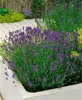 Lavandula angustifolia 'Munstead', Lavendel, violett, ca. Produktbild-Vorschau 9