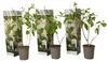 3 Stück Hydrangea Paniculata 'Phantom' 30-60 cm - Produktbild-Vorschau 2