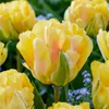 Bulbos de tulipán resistentes al invierno, perennes, mezcla Vista previa de la imagen del producto 3