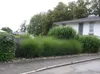 Stauden Gänge 1 x Miscanthus sinensis 'Gracillimus' im 1 Produktbild-Vorschau 3