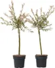 Wierzba całolistna - 2 szt - Salix integra 'Flamingo' - Podgląd zdjęcia produktu 1