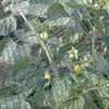 Omgoods - Hail Net voor Gewasbescherming 2 x 10 m Groen Productafbeelding-voorbeeld 3