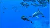 Nintendo Endless Ocean Luminous Produktbild-Vorschau 7