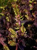 Shiso rosso (Perilla frutescens var. crispa f. purpurea)  - Anteprima dell’immagine prodotto 2