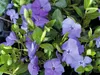 Barvínek menší FloraSelf Vinca minor balení 6 ks Náhled obrázku produktu 2