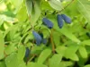 Sibirische Blaubeere `Eisbär´ Blaubeerstrauch Produktbild-Vorschau 1
