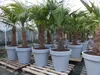 XXL Palme winterhart inkl. Pflanzkübel, 180 - 210 cm Produktbild-Vorschau 4