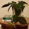 Bloomique - Philodendron Scandens Micans - Roślina Podgląd zdjęcia produktu 4