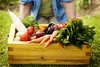 A person holding a wooden crate full of fresh vegetables in a garden. Produktbild-Vorschau