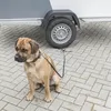 Cane sicuro Anteprima dell’immagine prodotto 2
