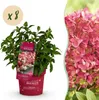 Hydrangea panniculata Groundbreaker Ruby - Hortensja - Podgląd zdjęcia produktu 1