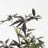 Sureau noir - Set de 2 - Sambucus nigra 'Black Lace' - Voir les images du produit 3