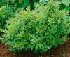 Ligustrum vulgare, Gewöhnlicher Liguster, 125–150 cm Produktbild-Vorschau 13